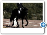 dressage