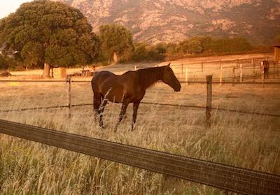 pension paddock