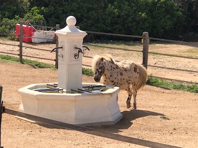 poney