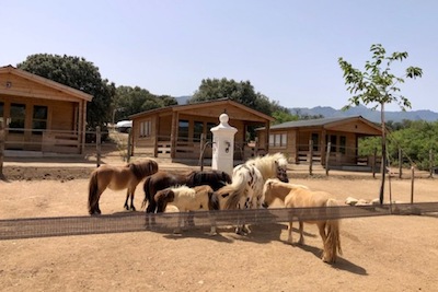 poneys